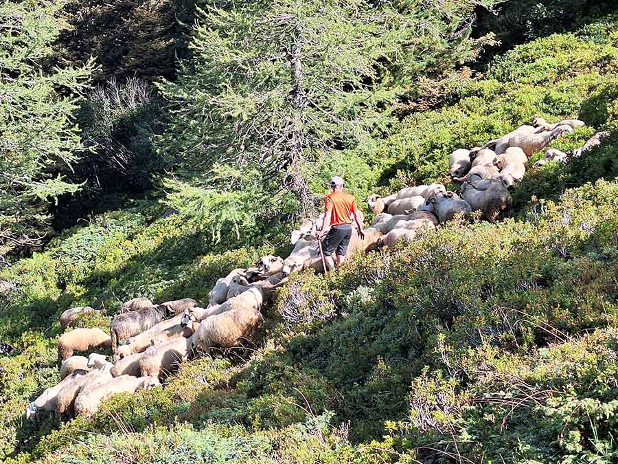 Stage immersion en territoire animal dans la Drôme