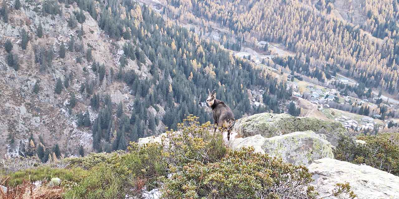 Pister et observer le chamois dans le Vercors