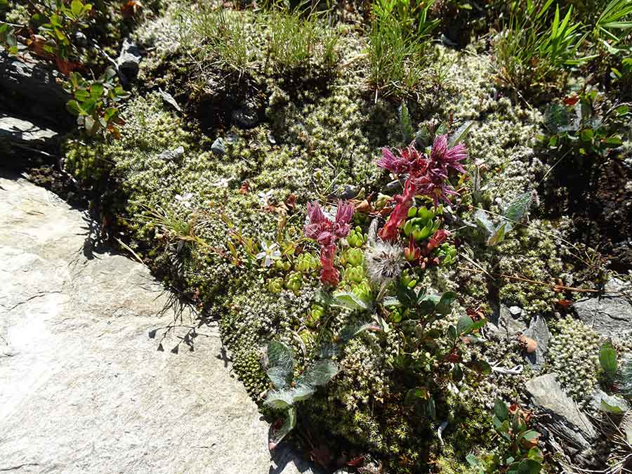 Formation écologie "hors-les-murs" à Chamonix Mont-blanc
