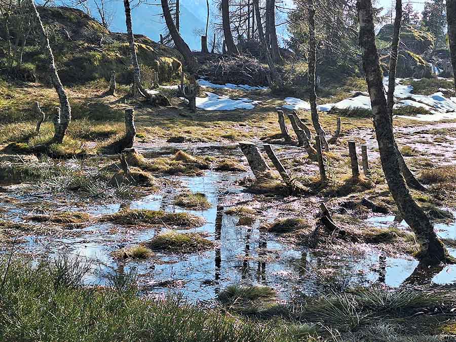 Formation en entreprise biodiversité à Chamonix Mont-Blanc