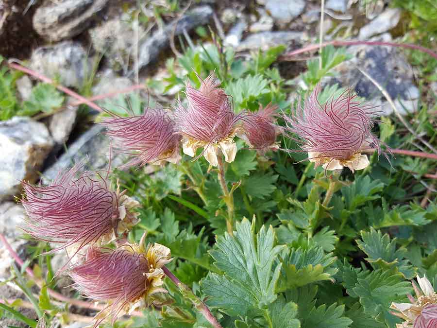 Itinérance en refuge dans le parc national de la Vanoise