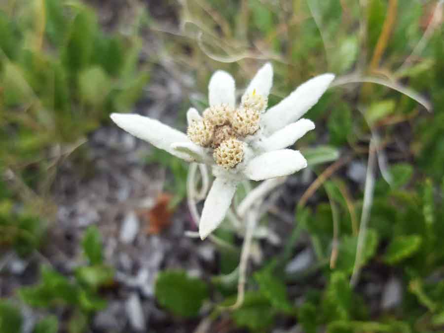 Itinérance en refuge dans le parc national de la Vanoise
