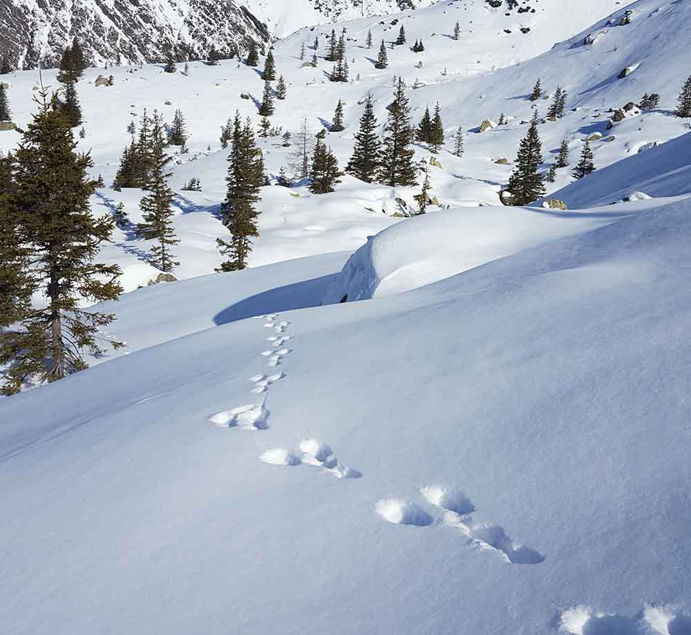 Immersion Montagne : nos valeurs