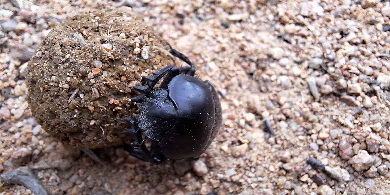 Observer un bousier dans la nature