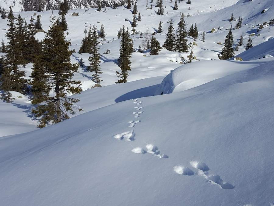 Traces de lièvre variable dans la neige sur fond de paysage enneigé