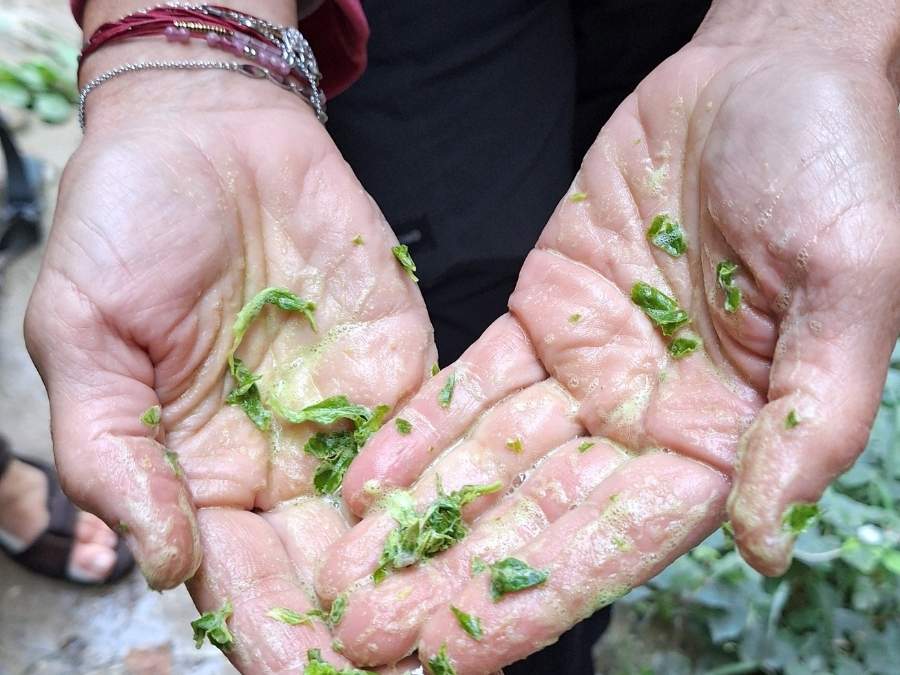 stage vie sauvage en drôme en pleine nature en tribu écologie sensible saponaire