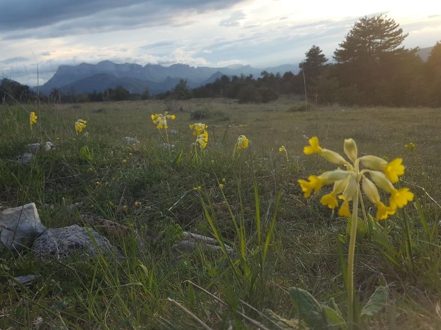 stage vie sauvage en drôme en pleine nature exploration plantes sauvages oiseaux