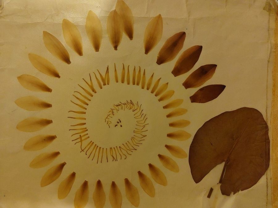 stage vie sauvage en drôme en pleine nature exploration plantes sauvages oiseaux