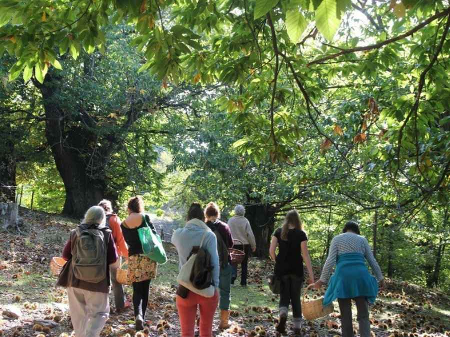 stage vie sauvage en drôme en pleine nature exploration plantes sauvages oiseaux