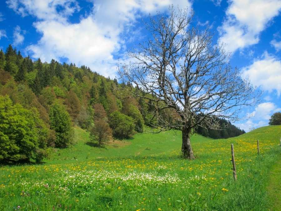 Immersion-philosophique-pierron-nature-Jura