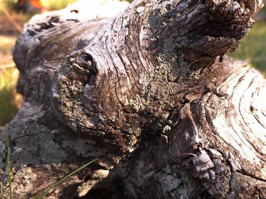 Immersion-philosophique-pierron-nature-Jura